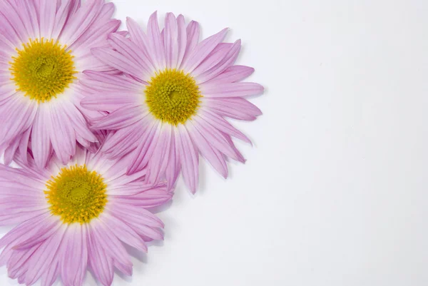 소프트 핑크 꽃 — 스톡 사진