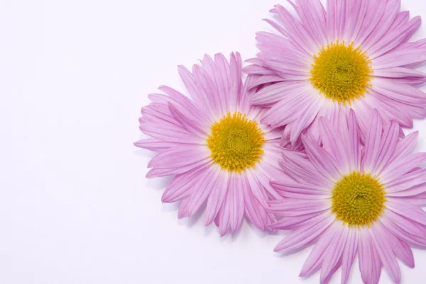 Soft pink flowers — Stock Photo, Image