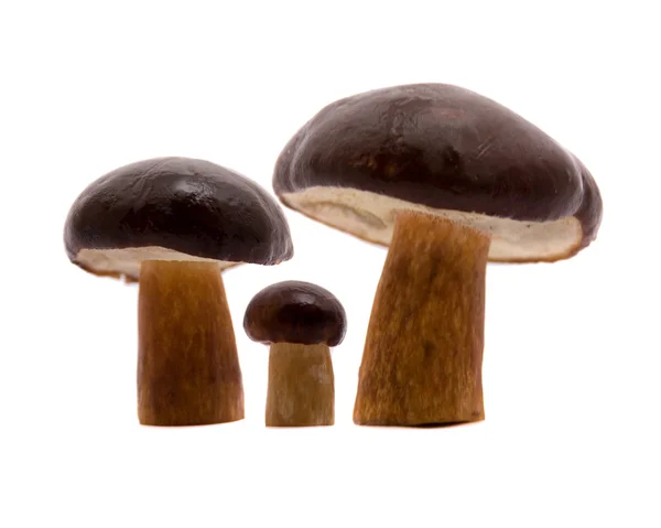 Três cogumelos, isolados — Fotografia de Stock