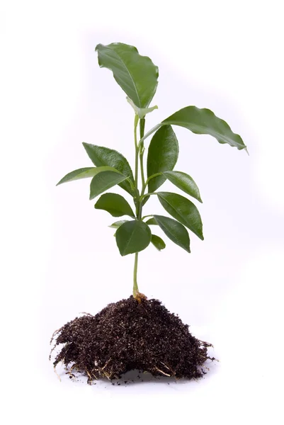 Fiatal növények — Stock Fotó