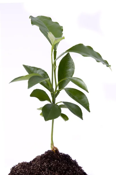 Νεαρό φυτό — Φωτογραφία Αρχείου