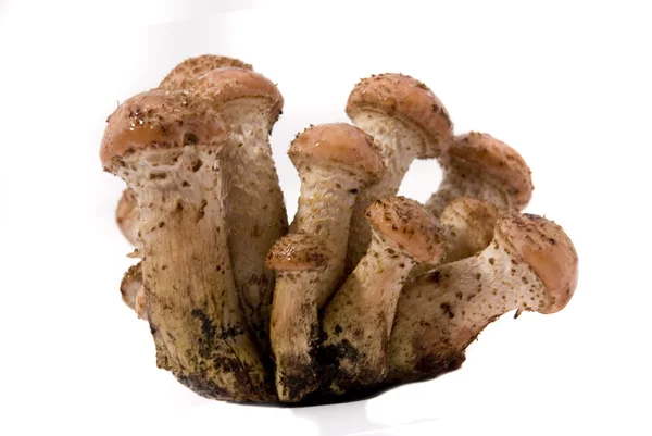 Armillaria mellea funghi — Foto Stock