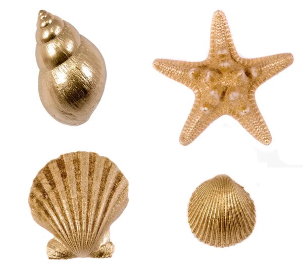 Golden sea shells — Stock Photo, Image