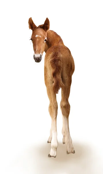 新生児の子馬 — ストック写真