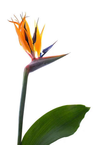 極楽鳥の花 (Sterlitzia) ストック画像