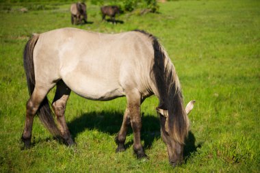 Wild horse (tarpan) clipart