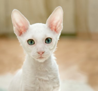 White kitten clipart