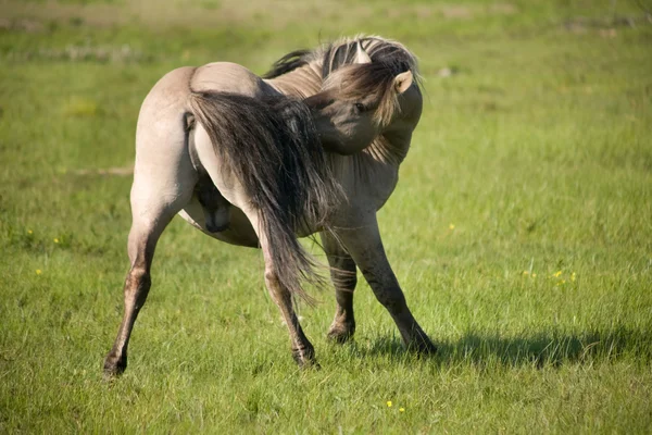 Stock image Wild stallion of tarpan