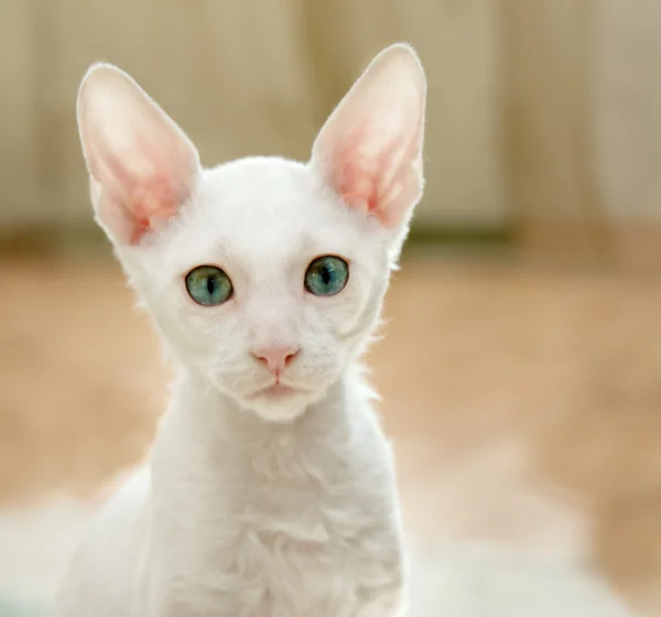 White kitten — Stock Photo, Image