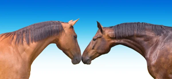Dwa konie — Zdjęcie stockowe