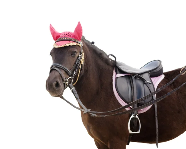 Ponny med sadel — Stockfoto