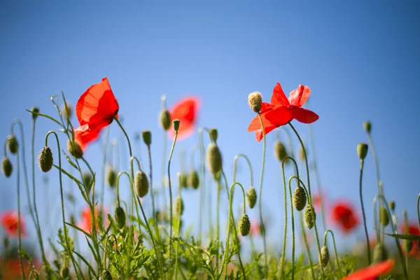 stock image Meadow with poppies