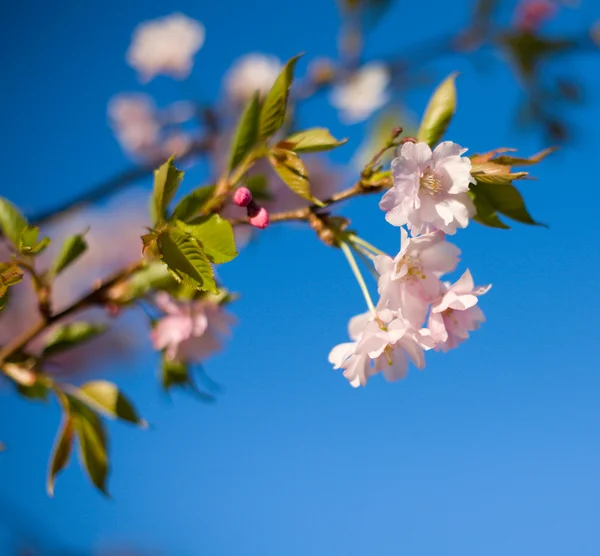 Blooming cherry tree — Stock Photo, Image
