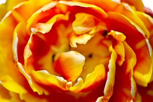 Pétalas de uma tulipa (close-up ) — Fotografia de Stock