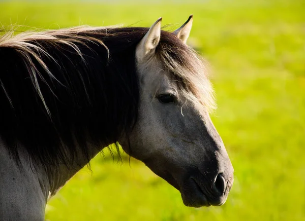Cavalo selvagem (tarpan ) — Fotografia de Stock