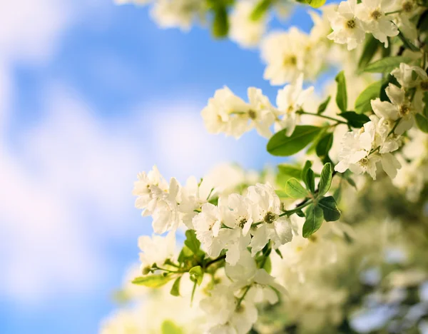 開花ツリー — ストック写真