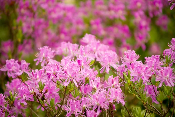 Blooming bush — Stock Photo, Image
