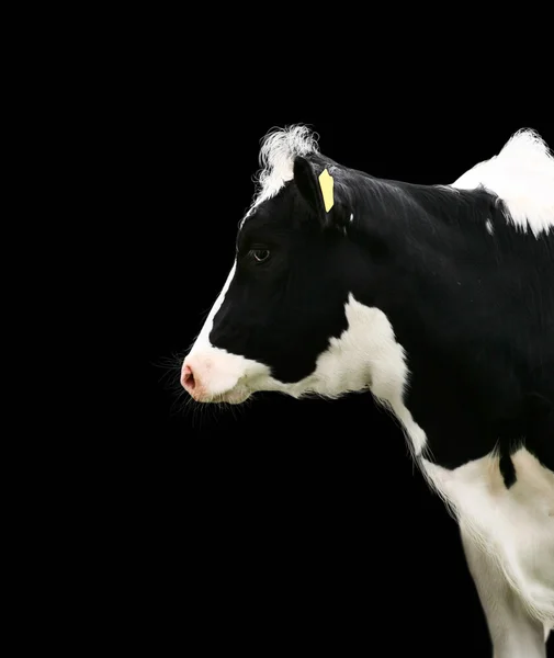 A spotted heifer — Stock Photo, Image