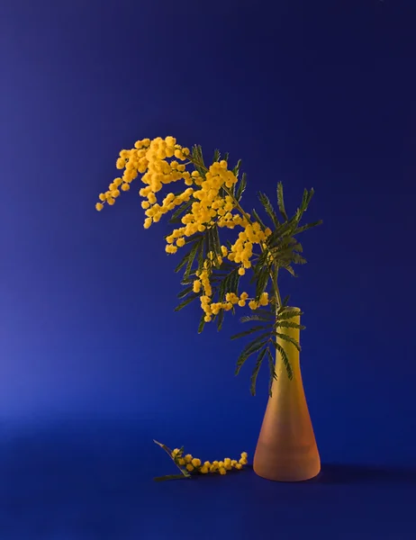 Bodegón con mimosa — Foto de Stock
