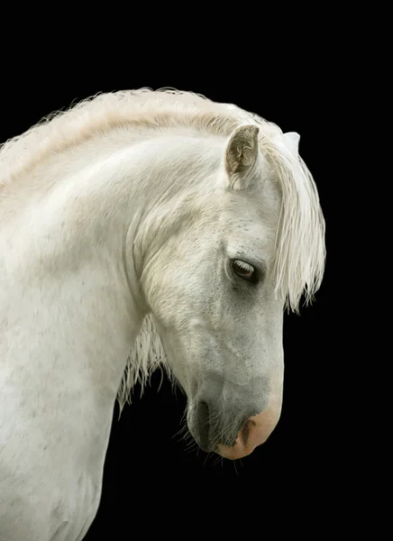Weißes Pony — Stockfoto