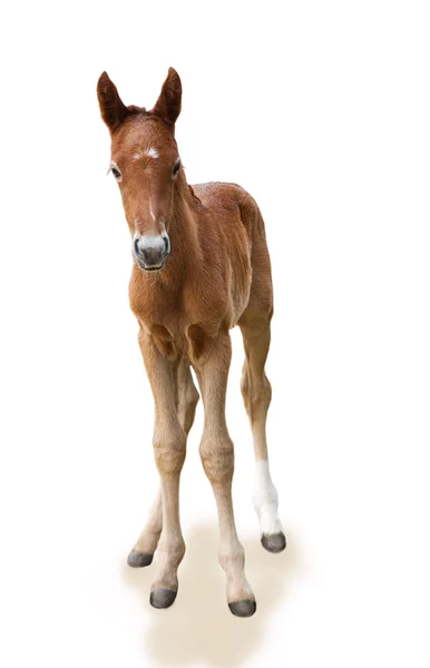 新生児の子馬 — ストック写真