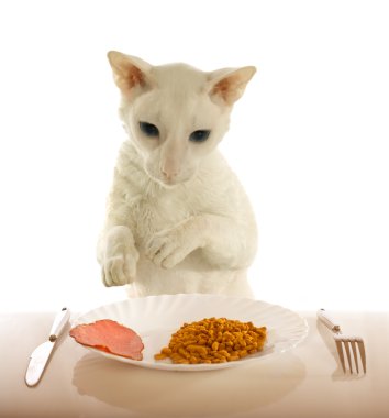 Cornish-rex and food clipart