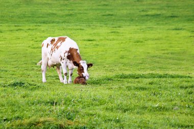 A cow and its newborn calf clipart