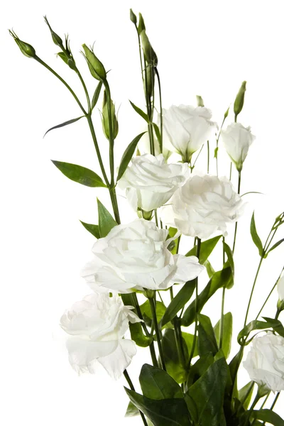 Λευκά λουλούδια στο λευκό φόντο — Φωτογραφία Αρχείου