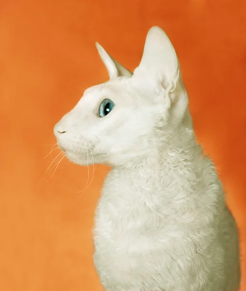 Beyaz cornish rex kedi — Stok fotoğraf