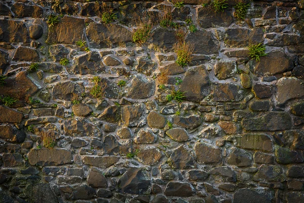 Textura de pared con hierbas — Foto de Stock