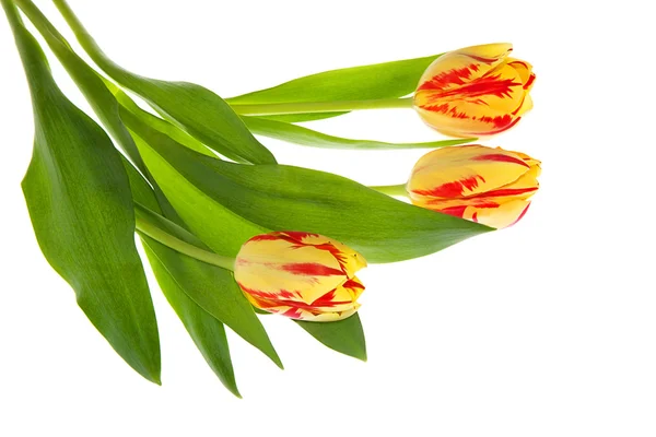 Drei Tulpen — Stockfoto