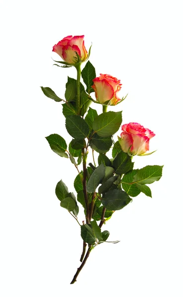 Tři růže — Stock fotografie