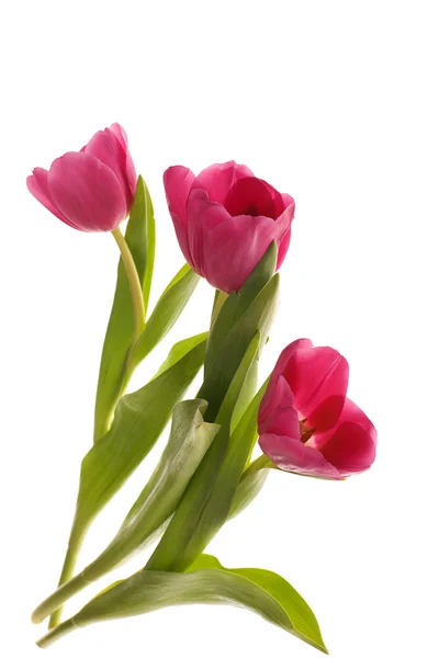Три розовых тюльпана — стоковое фото