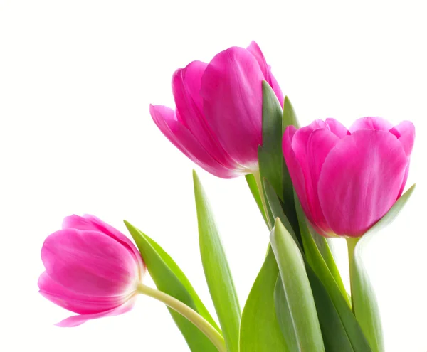 Trois tulipes roses — Photo