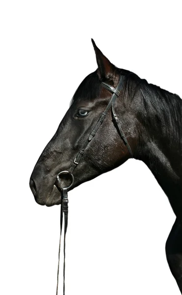 黒馬 — ストック写真