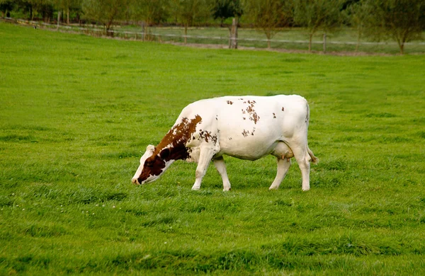 Une vache et son veau nouveau-né — Photo