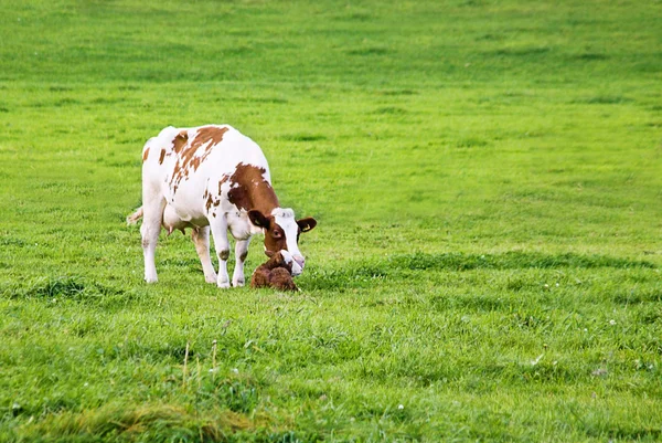 Een koe en haar pasgeboren kalf — Stockfoto