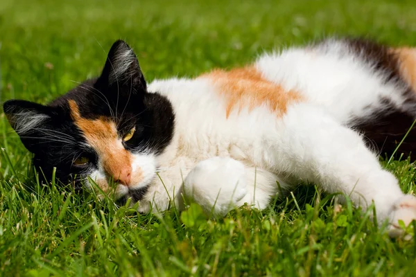 Katze auf einem Gras — Stockfoto