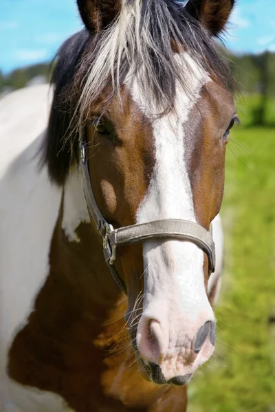 Плямистий кінь — стокове фото