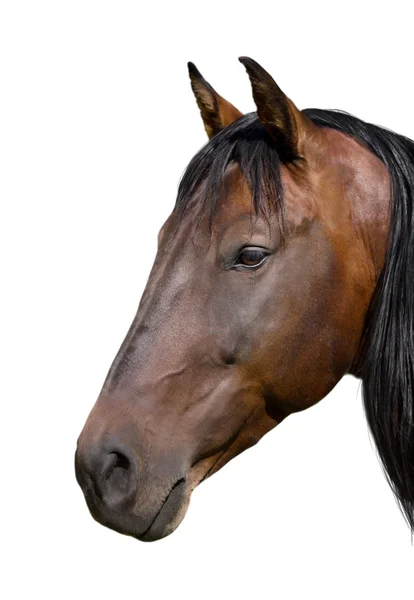 Hlava hnědá koně — Stock fotografie