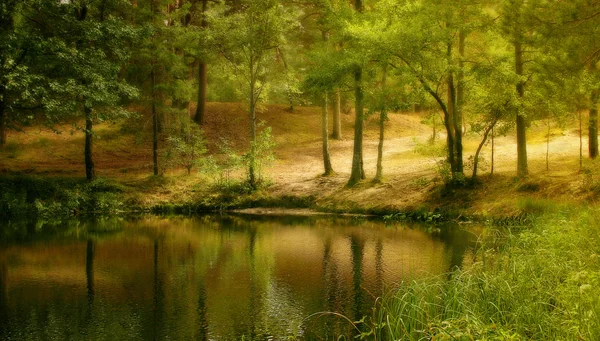 Sjön i skogen — Stockfoto