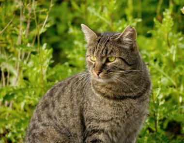 yaşlı kedi yırtılmış kulak ile