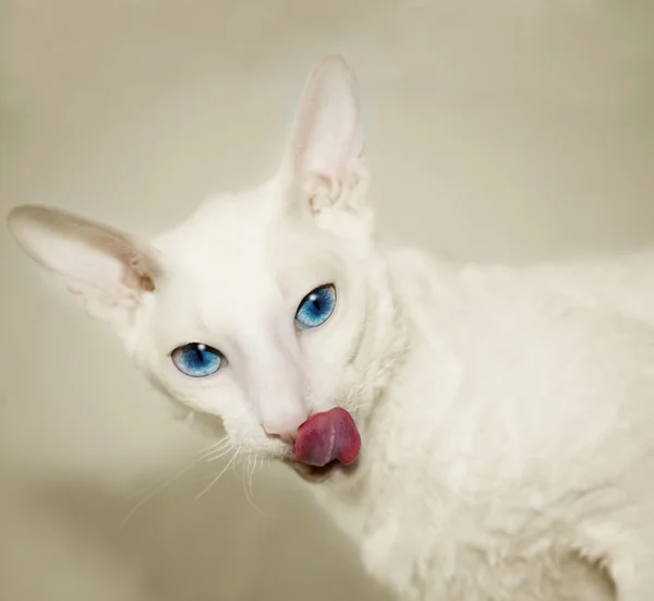 Die weiße Katze — Stockfoto