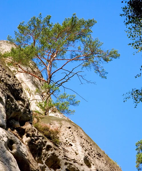 El pino en la roca — Foto de Stock