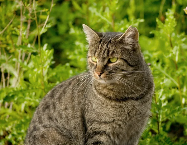 Alte Katze mit Platzwunde am Ohr — Stockfoto
