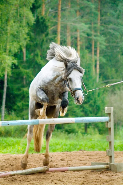Hoppning ponny — Stockfoto