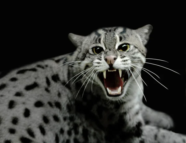 Hissing tiger cat — Stock Photo, Image