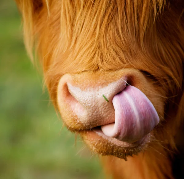 クローズ アップの毛むくじゃらの子牛の鼻 — ストック写真