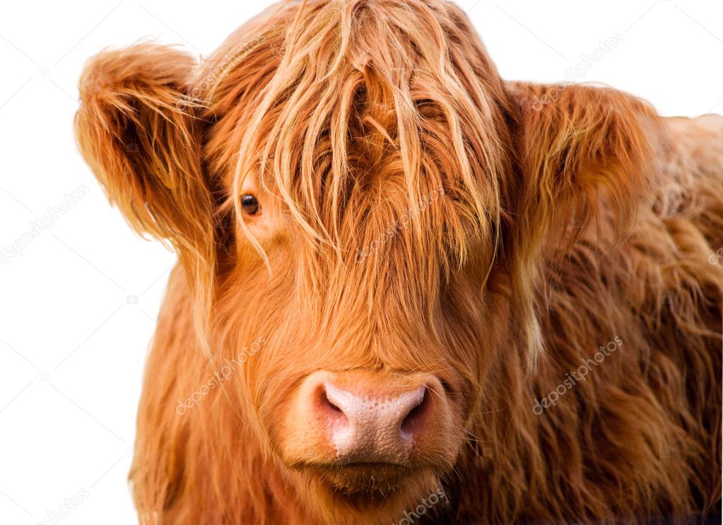 Wild red-haired calf of Highland
