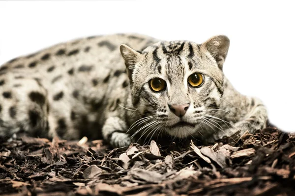 Gato tigre salvaje — Foto de Stock